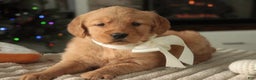 Golden Retriever dogs for sale: Savannah - AKC - Ad 4