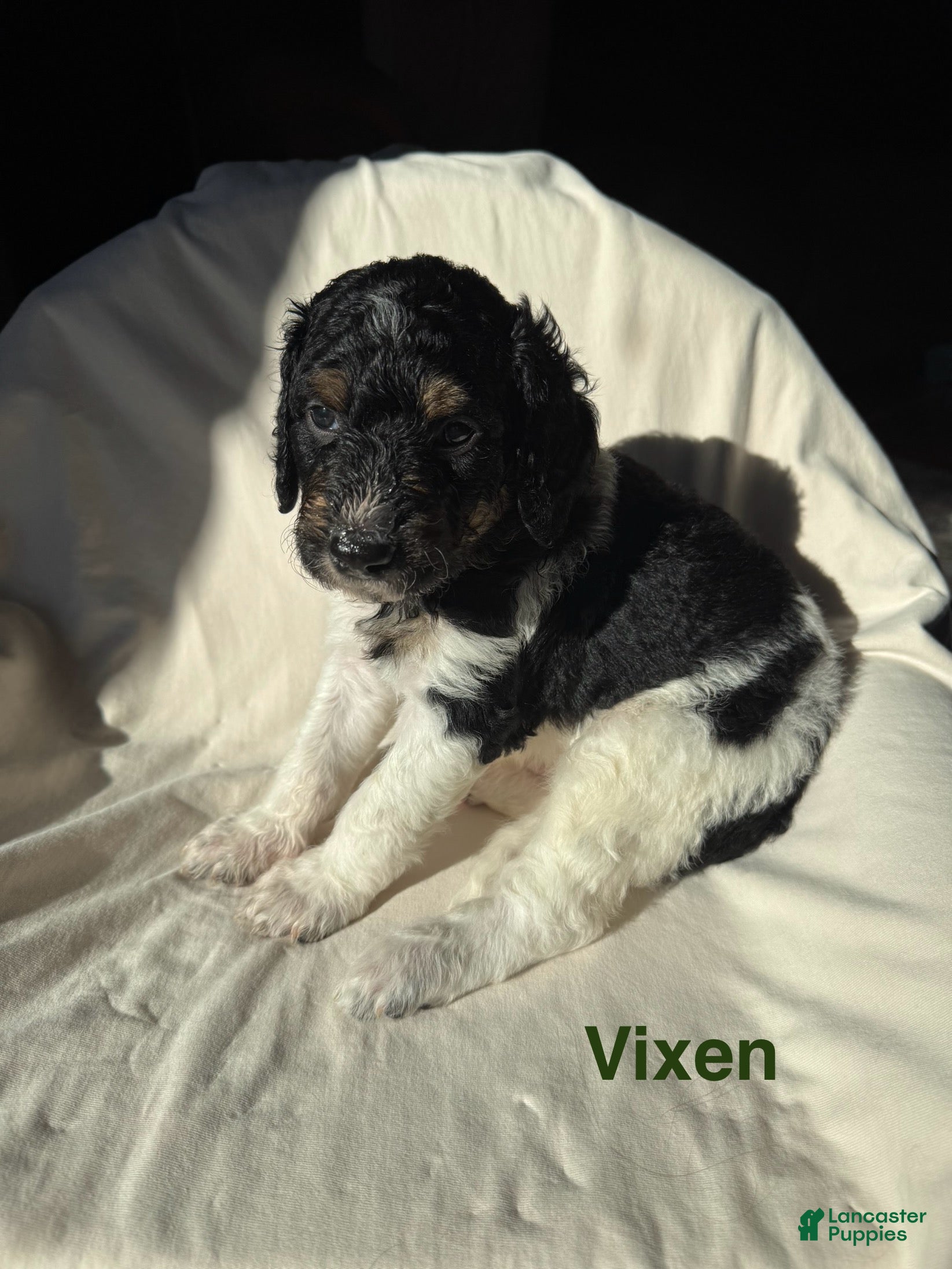 Bernedoodle dogs Bernedoodle Puppy 4 - Ad 24