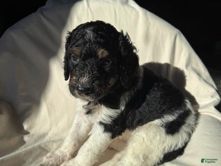 Bernedoodle dogs Bernedoodle Puppy 4 - Ad 9