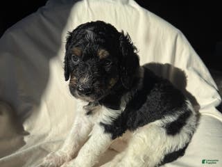 Bernedoodle dogs Bernedoodle Puppy 4 - Ad 39