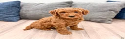Mini Goldendoodle dogs for sale: Honey - Ad 8