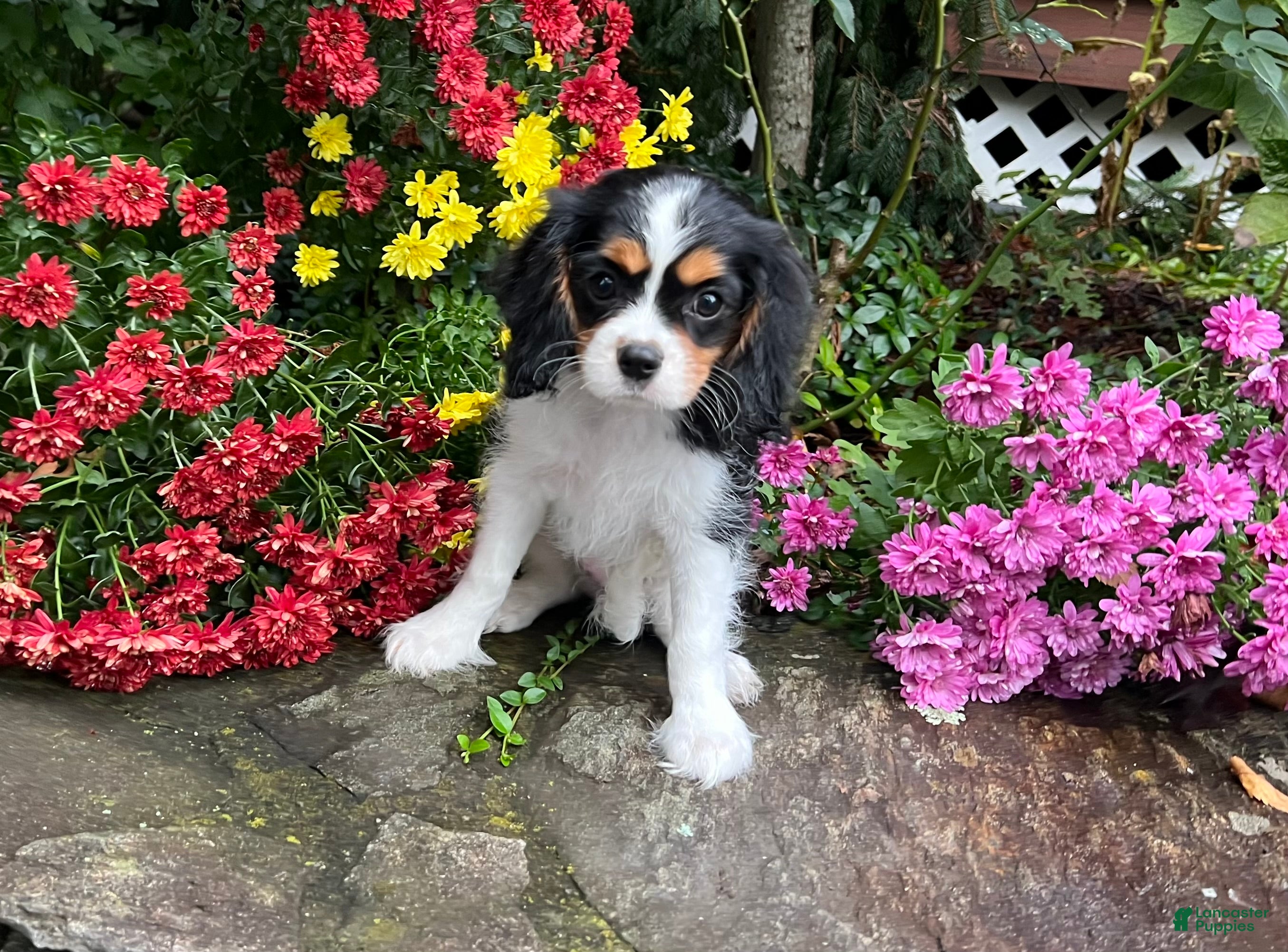 Cavalier King Charles Spaniel dogs Cavalier King Charles Spaniel Puppy 1 - Ad 40
