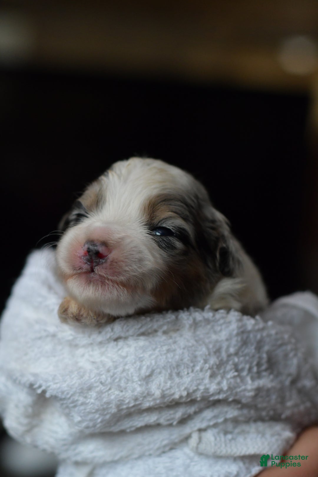 Mini Aussiedoodle dogs for sale: Cash - Ad 8