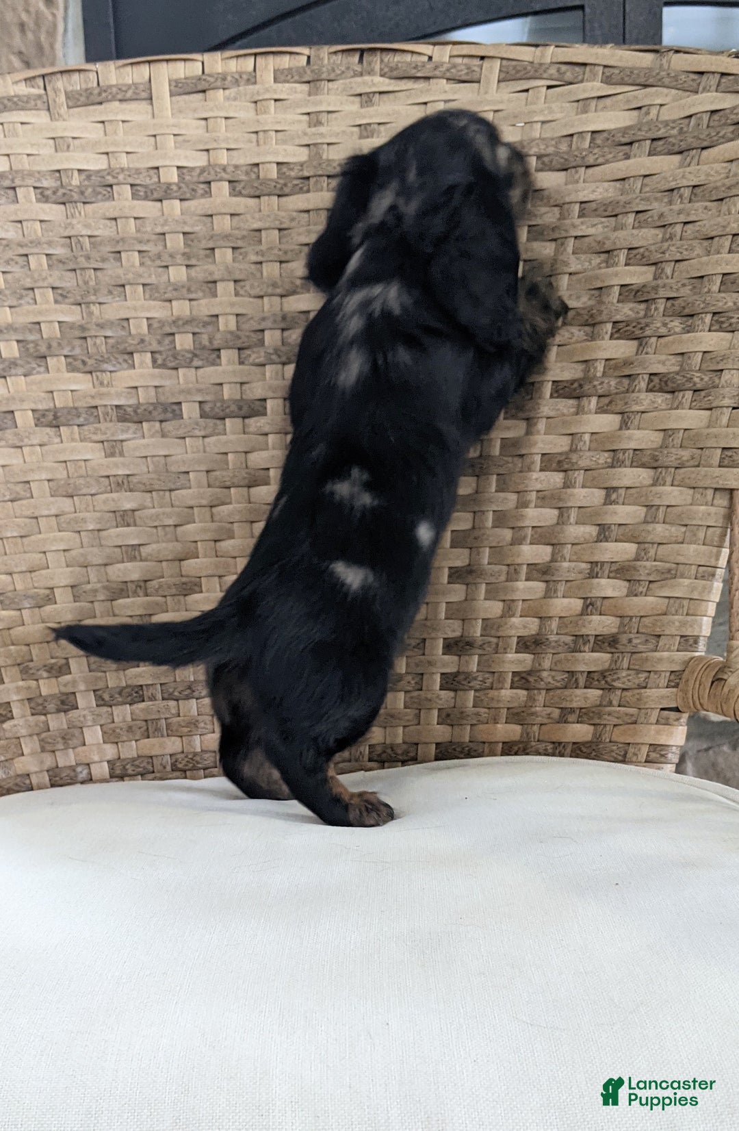 Miniature Dachshund dogs for sale: Jasmine  - Ad 6