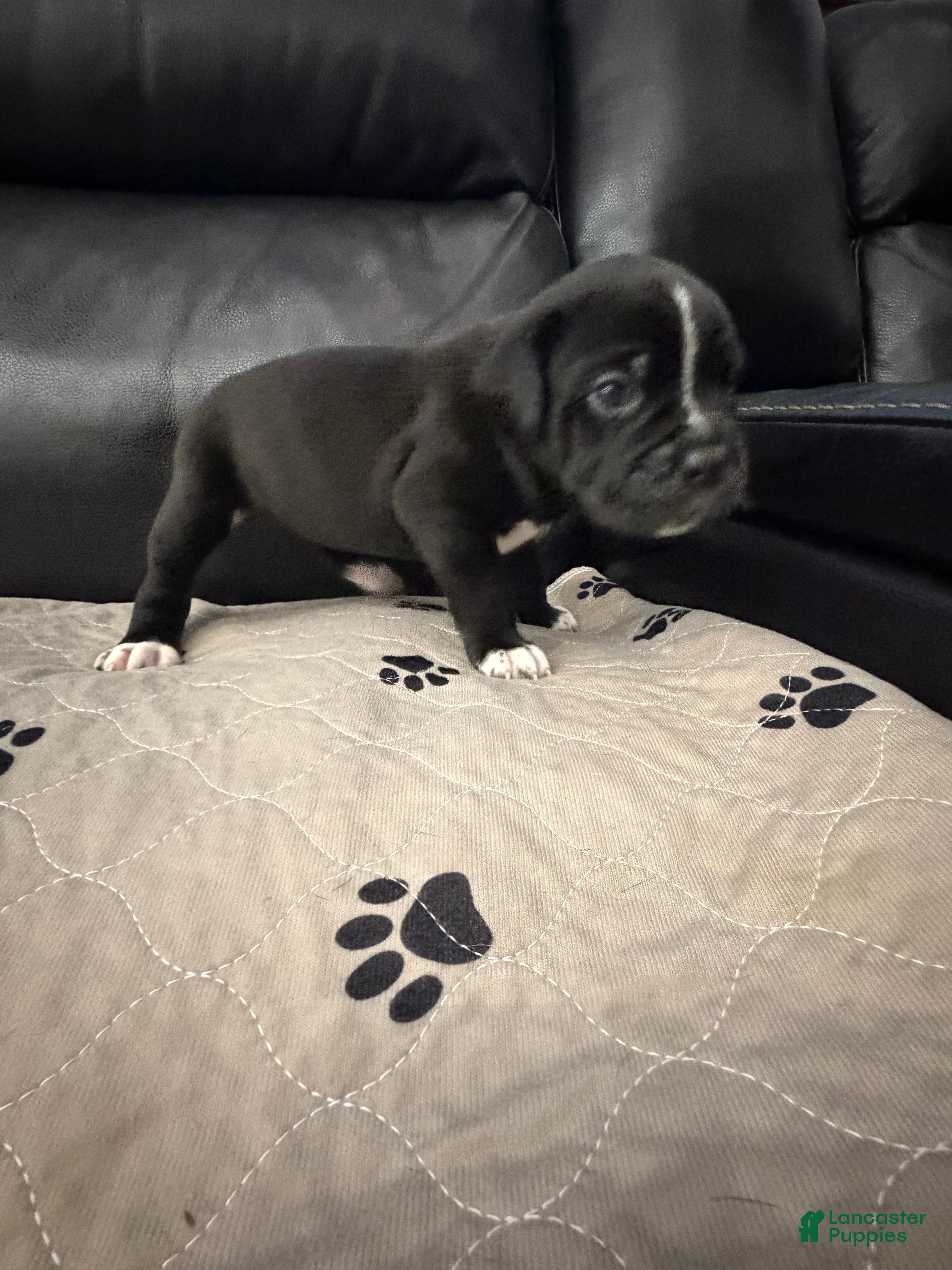 Cane Corso dogs Pablo - Ad 1