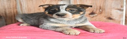 Australian Cattle Dog dogs for sale: Mellie - Ad 3
