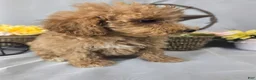 Miniature Poodle dogs for sale: Cindy - Ad 9