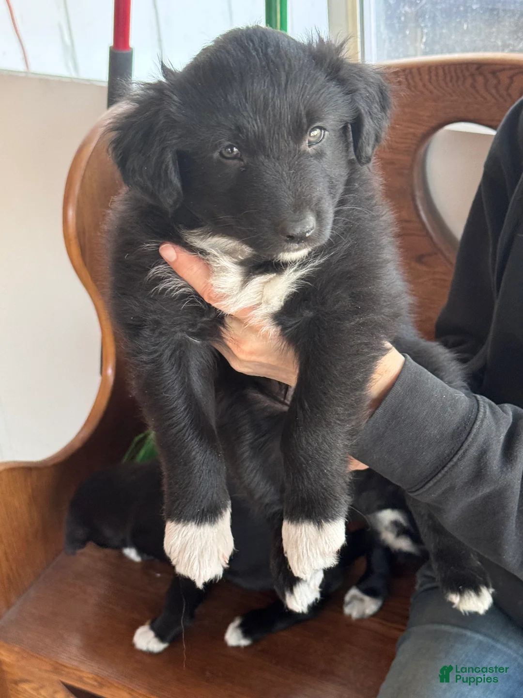 Mixed Breed dogs for sale: Fluffy - Ad 2