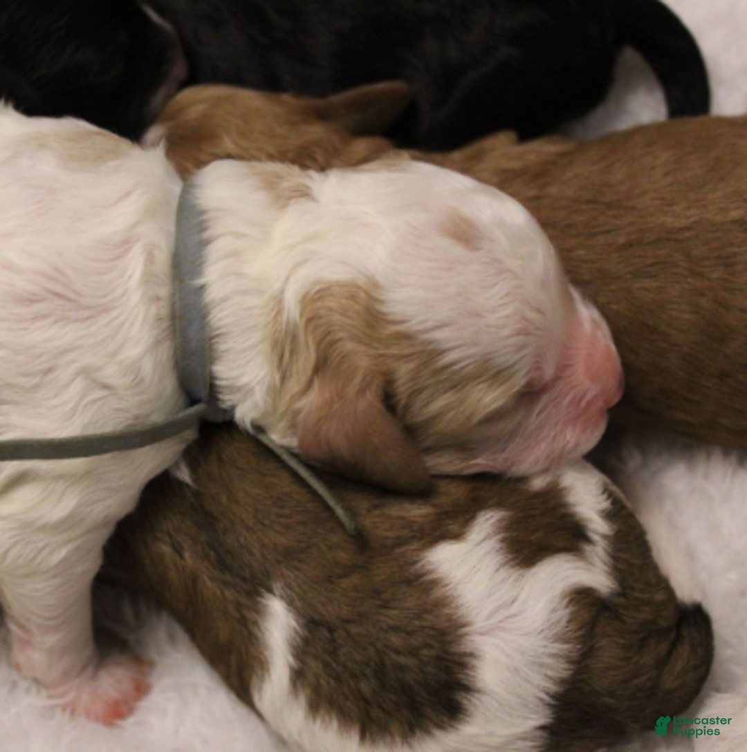 Cavapoo dogs for sale: Jack - Ad 5