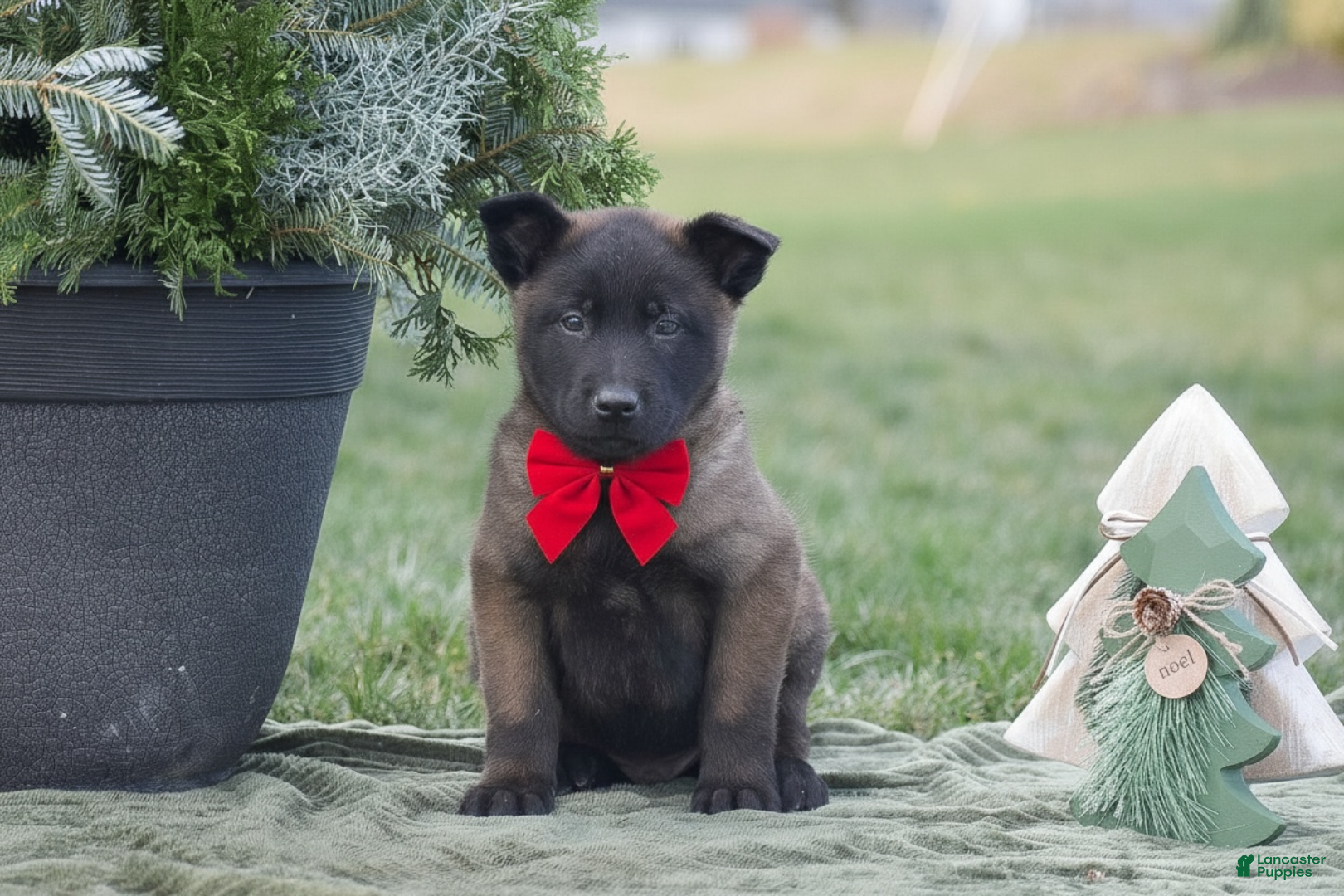 Belgian Malinois dogs Randy - Ad 15