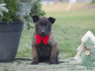 Belgian Malinois dogs Randy - Ad 20