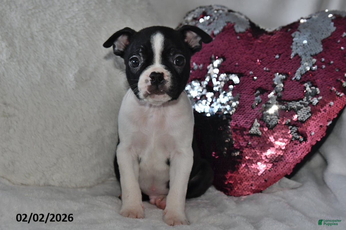 Boston Terrier dogs Milo - Ad 2