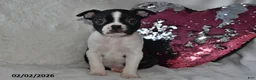 Boston Terrier dogs for sale: Milo - Ad 2