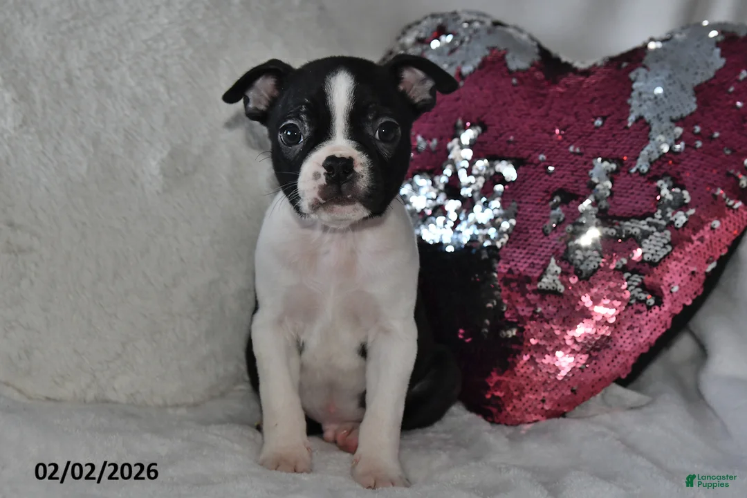 Boston Terrier dogs for sale: Milo - Ad 2
