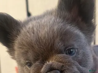 French Bulldog dogs for sale: Nicholas - Ad 2