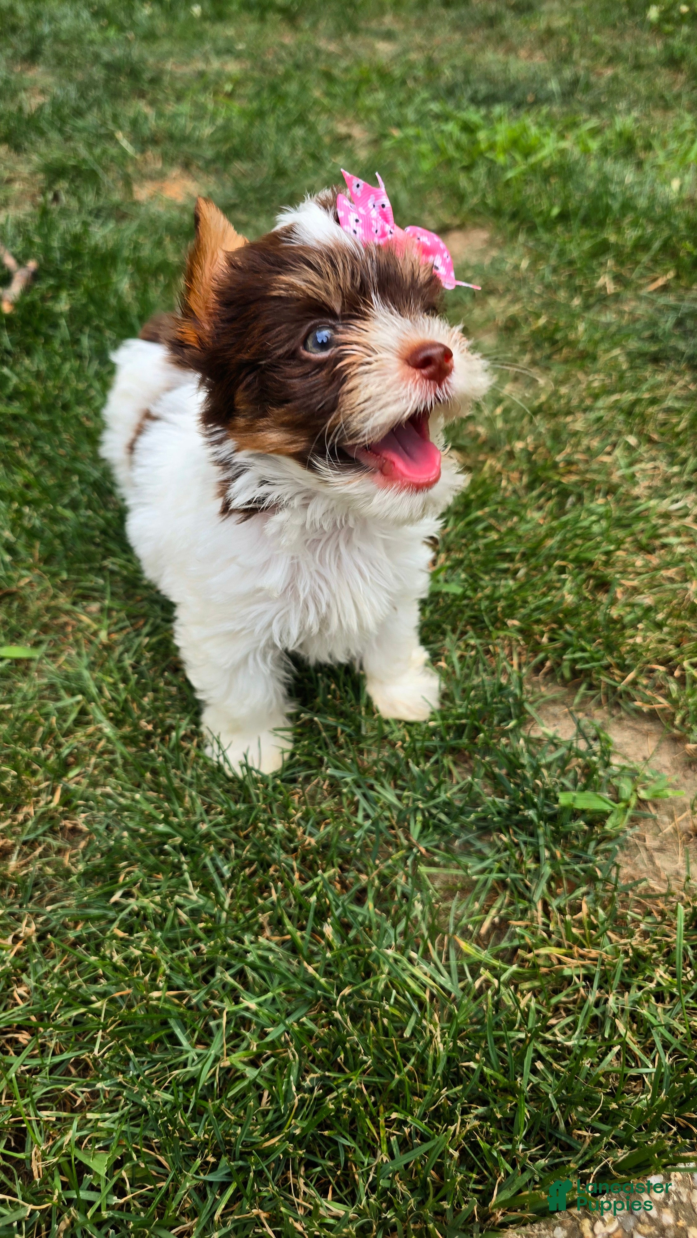 Biewer Terrier dogs Biewer Terrier 6 - Ad 2