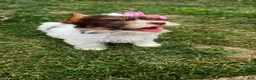 Biewer Terrier dogs for sale: Biewer Terrier 6 - Ad 2