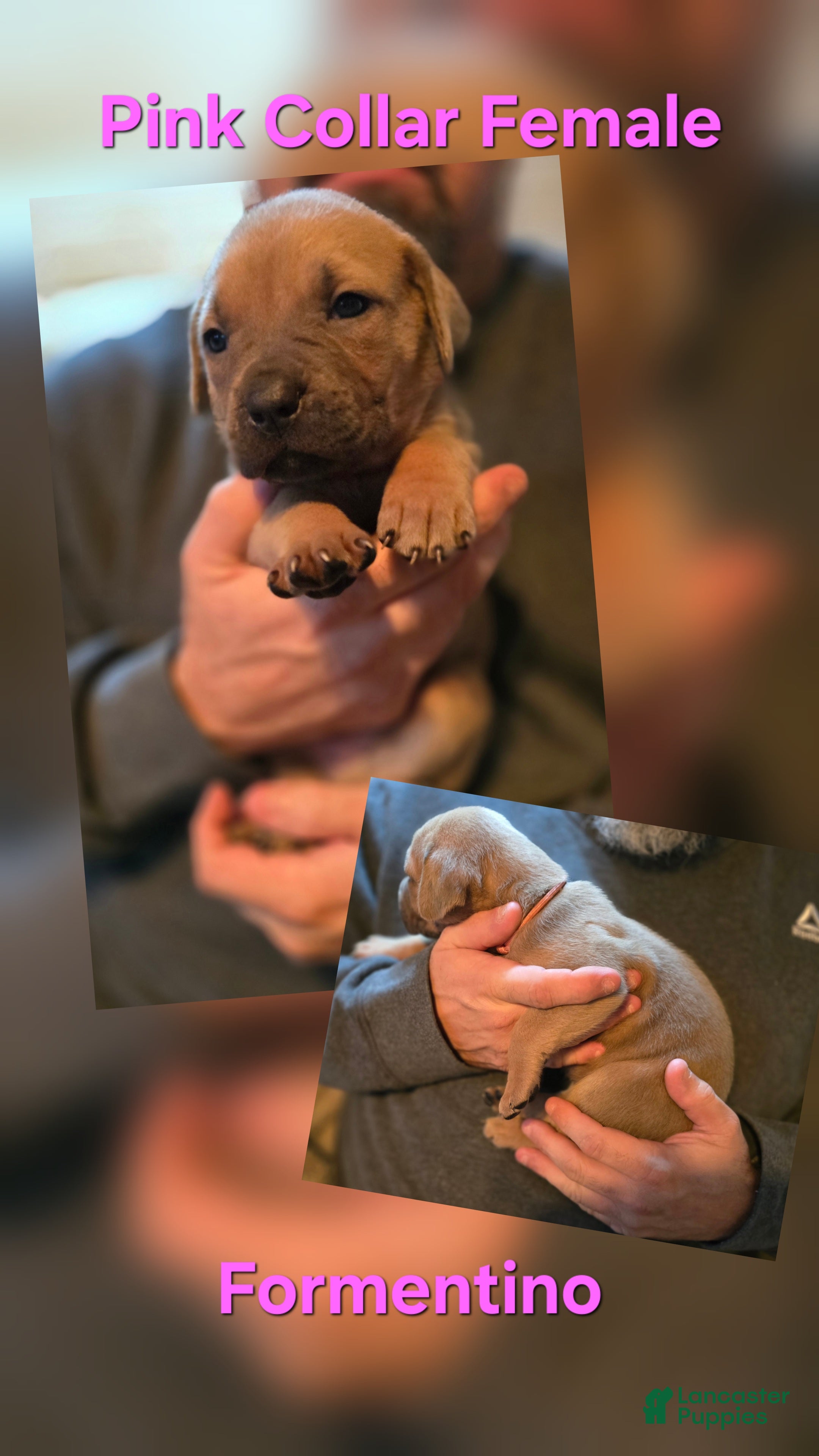 Cane Corso dogs Cane Corso Puppy 5 - Ad 28