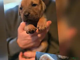 Cane Corso dogs Cane Corso Puppy 5 - Ad 28