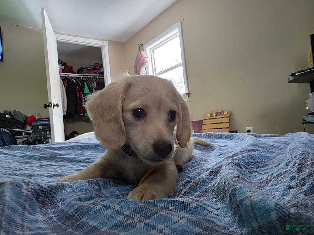 Miniature Dachshund dogs for sale: Mario - Ad 2