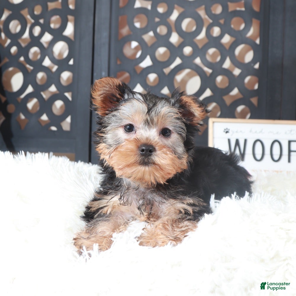 Yorkshire Terrier dogs Bonnie Gorgeous Toy Yorkie - Ad 2