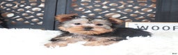 Yorkshire Terrier dogs for sale: Bonnie Gorgeous Toy Yorkie - Ad 1
