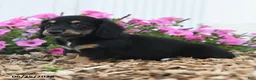 Miniature Dachshund dogs for sale: Ranger - Ad 3