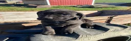 Cane Corso dogs for sale: Cookie - Ad 5