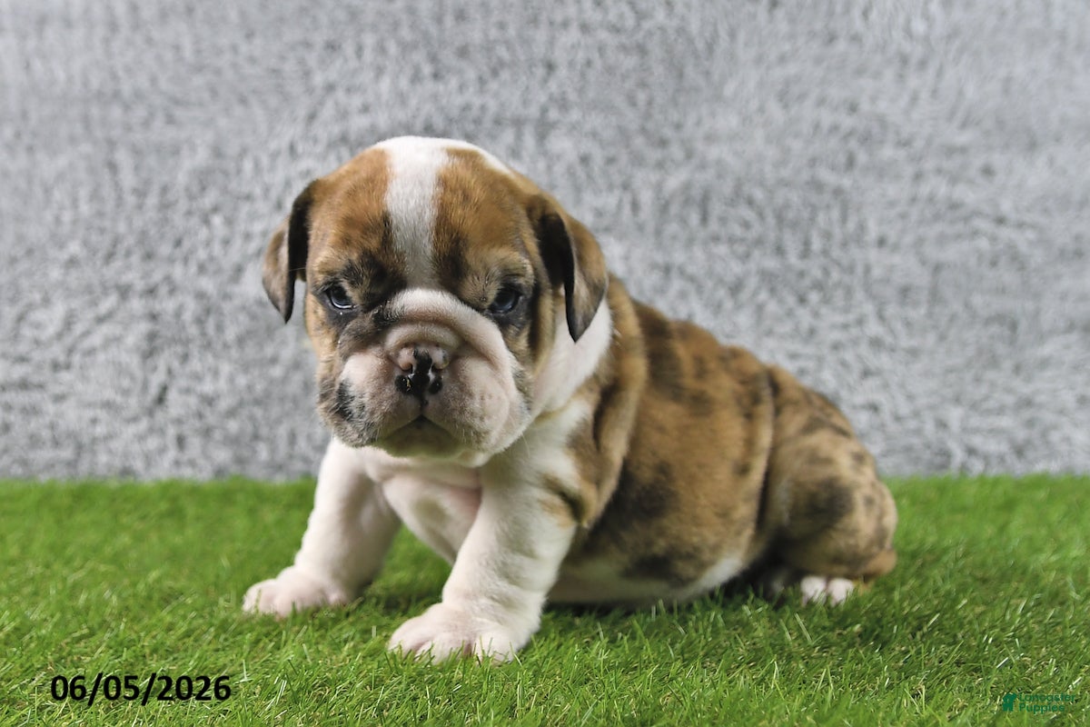 English Bulldog dogs Monarch - Ad 2