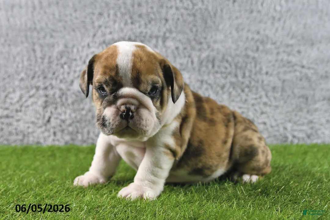 English Bulldog dogs for sale: Monarch - Ad 2
