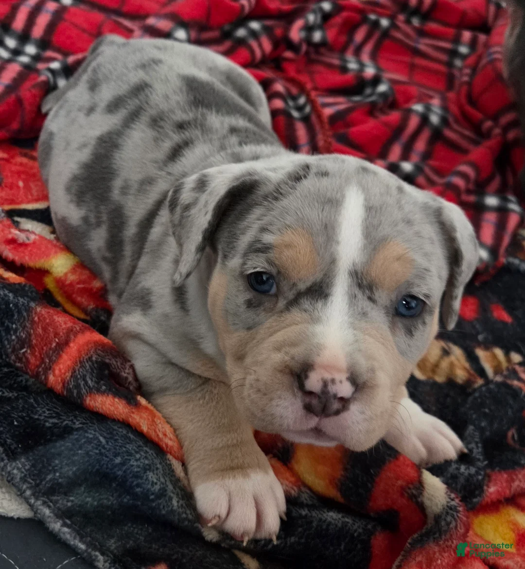 American Bulldog dogs for sale: Blue Merle Female (Red) - Ad 2