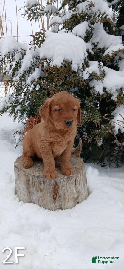 Golden Retriever dogs Marissa - Ad 27