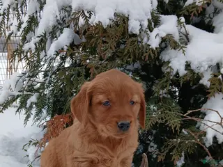 Golden Retriever dogs Marissa - Ad 38