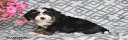 Mini Bernedoodle dogs for sale: Vicky - Ad 8