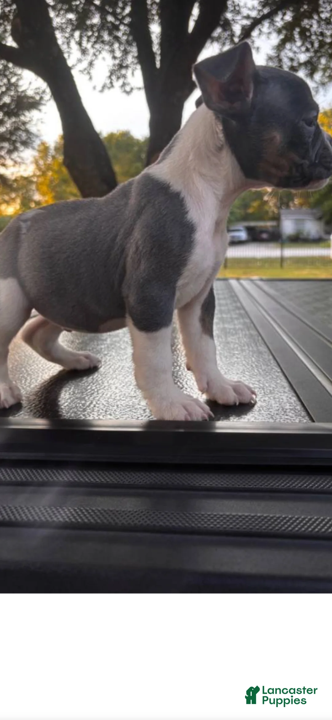 Olde English Bulldogge dogs for sale: Olde English Bulldogge 1 - Ad 3