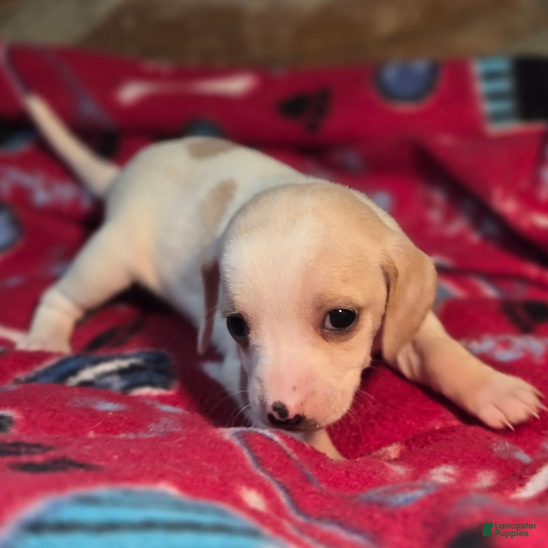 Beagle dogs for sale: Salt Queen Elizabeth Pocket Beagle - Ad 5