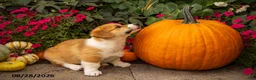 Welsh Corgi Pembroke dogs for sale: Buster - Ad 4