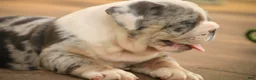 English Bulldog dogs for sale: Seth English Bulldog  - Ad 6