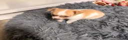Chihuahua dogs for sale: Bruno - Ad 3