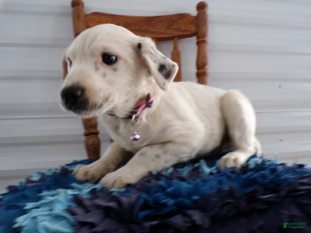 Border Terrier dogs for sale: Border Terrier Puppy 3 Charmin - Ad 3