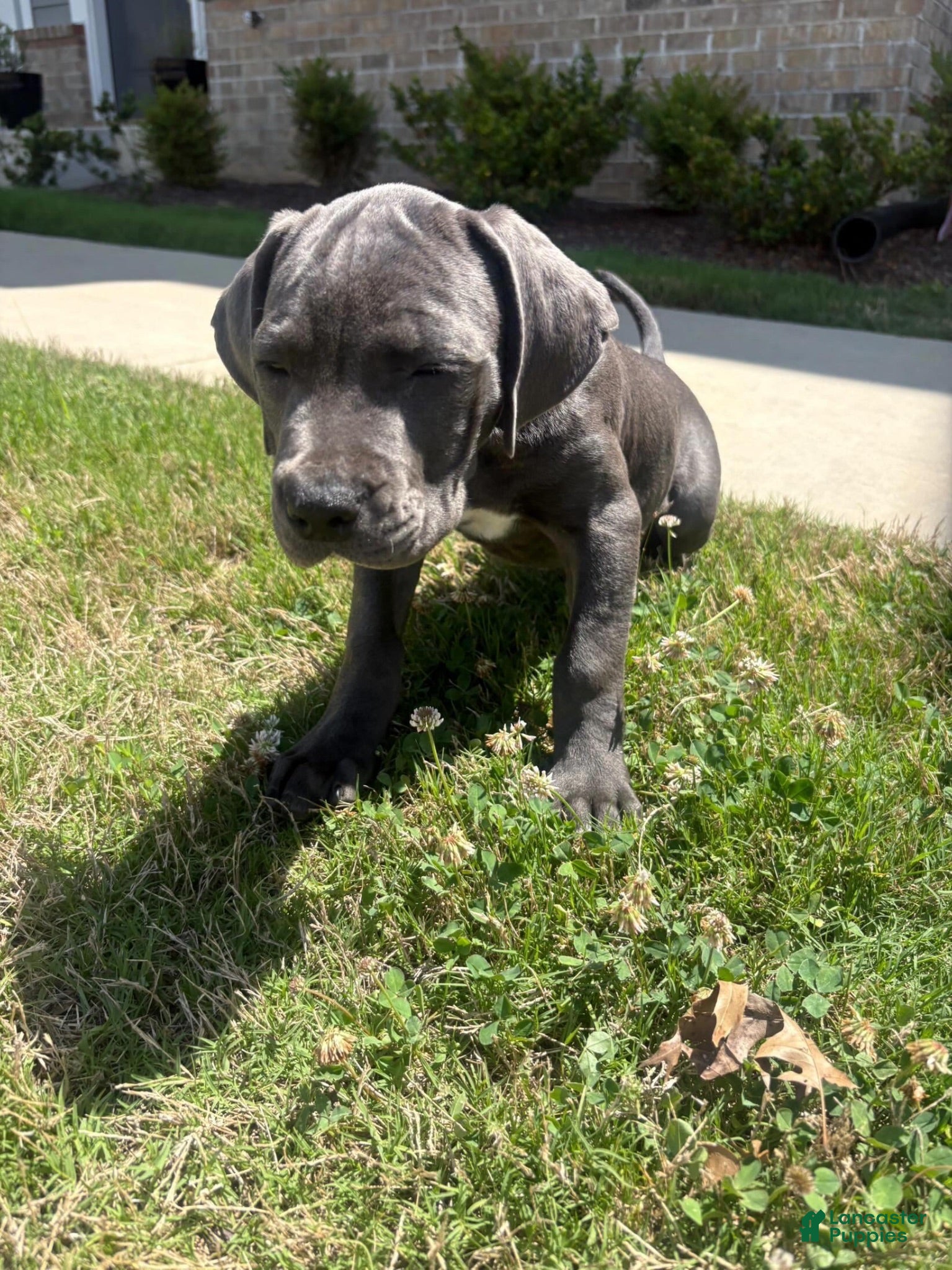 Mixed Breed dogs Mixed Breed 1 - Ad 33