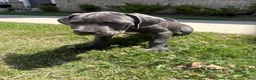 Mixed Breed dogs for sale: Mixed Breed 1 - Ad 1