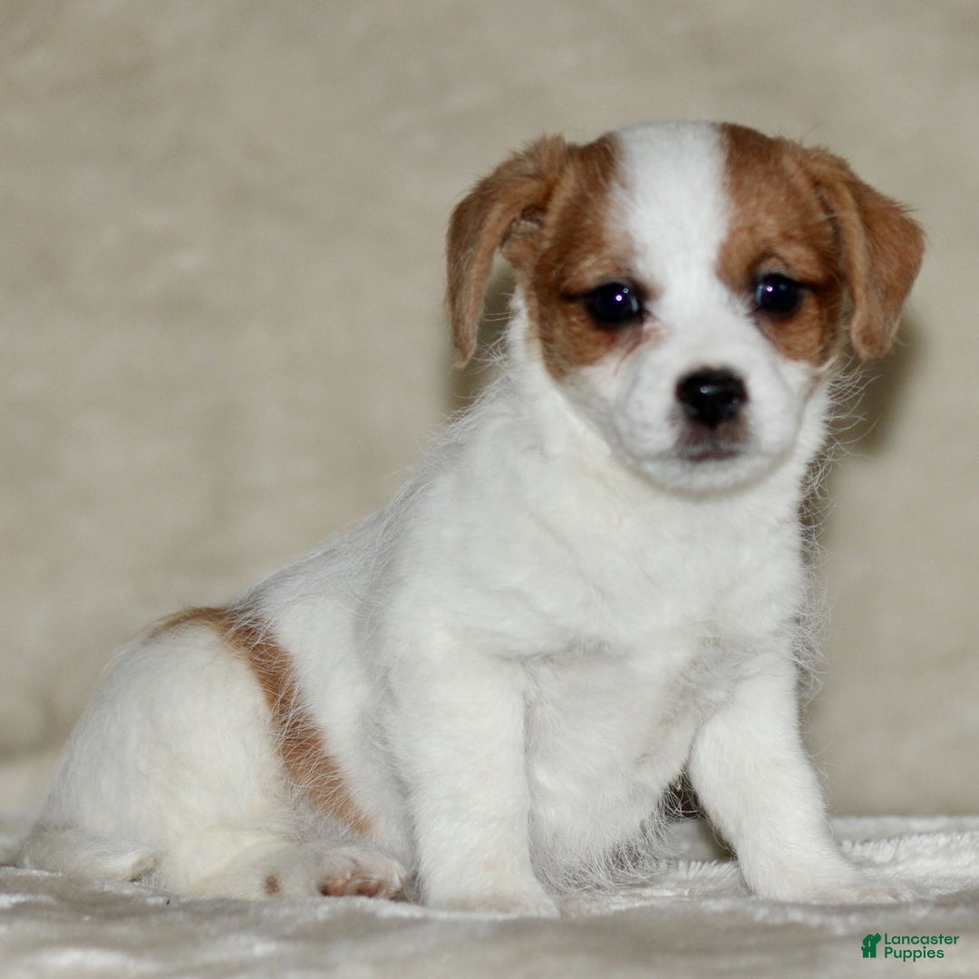 Mixed Breed dogs for sale: Leona  - Ad 2