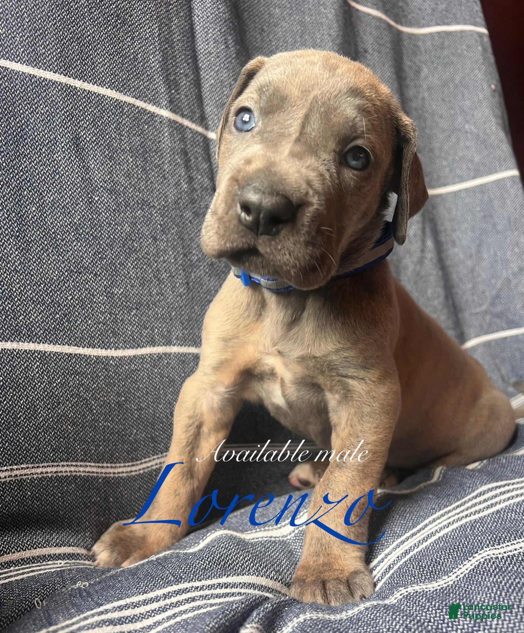 Great Dane dogs Lorenzo - Ad 28