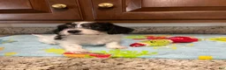 Mixed Breed dogs for sale: Colby  - Ad 7