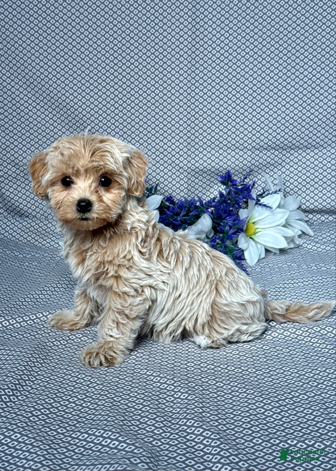Maltipoo dogs for sale: Ellie - Ad 2