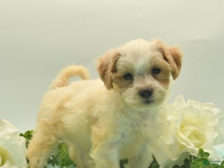 Bichpoo dogs Dianne - Ad 36