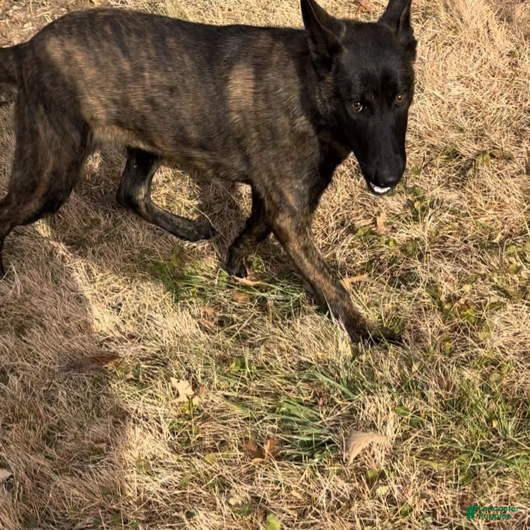 Gallery Image {{count}}