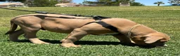 American Bully dogs for sale: KANO - Ad 4