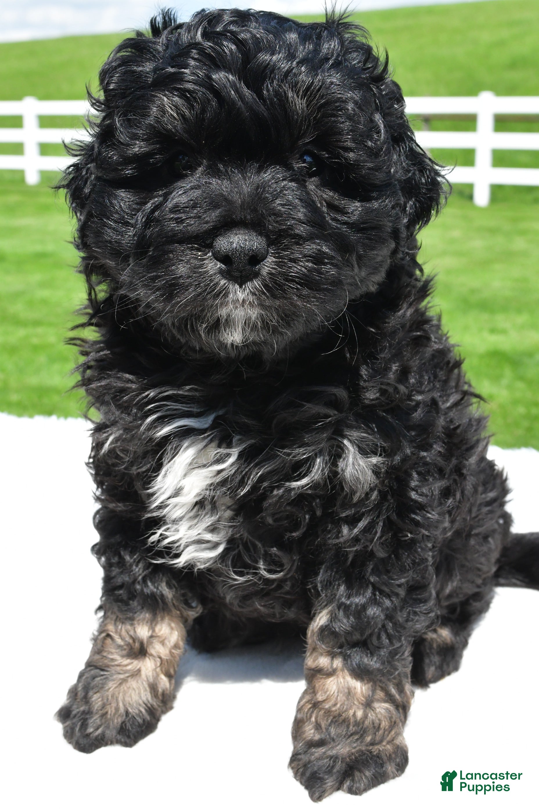 Mixed Breed dogs Zachery - Ad 2